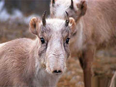 有一个地区还保留着冰期时代的动物,是什