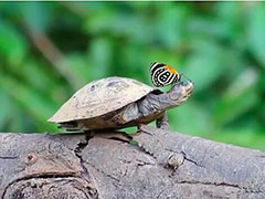 盘点你不知道的动物稀奇行为：蝴蝶爱喝乌