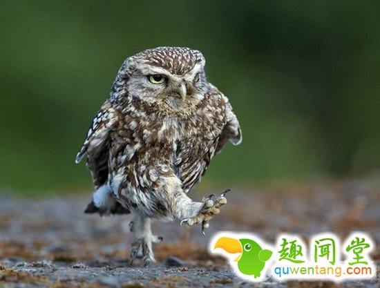 松鼠爱擦“蛇香水”？10个你会惊讶的动物怪事