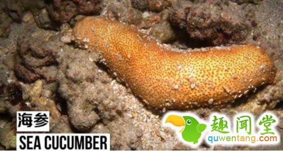 无奇不有！盘点地球上用屁股呼吸的三种奇特生物！