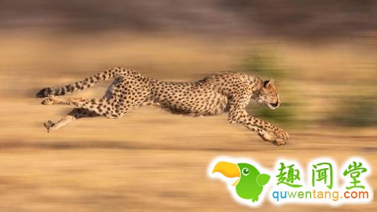 全速奔跑的猎豹