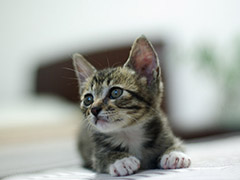 太冷了!猫咪跑去和绵羊相互取暖了 是不是