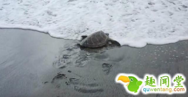 男子在海鲜市场买了只海龟，接下里所做的事情让人难以置信！