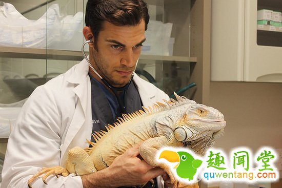 兽医身上不仅会