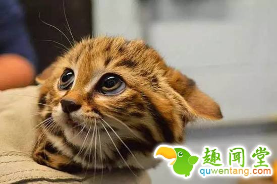 盘点刚出生的动物宝宝，可爱逆天萌翻众人