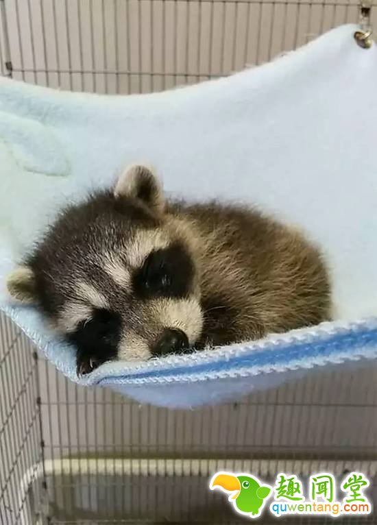 盘点刚出生的动物宝宝，可爱逆天萌翻众人