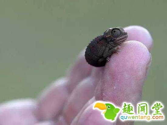 盘点刚出生的动物宝宝，可爱逆天萌翻众人