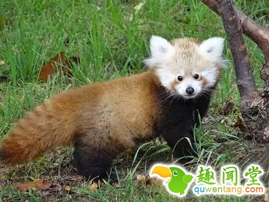 盘点刚出生的动物宝宝，可爱逆天萌翻众人