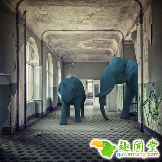 这些大象犀牛章鱼椅子，也太浮夸了