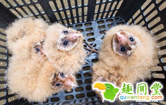 11月7日消息，日前，九江市都昌县蔡岭镇的曹女士上山采茶籽时，捡到5只可爱的雏鸟。经野保工作人员鉴定，这5只雏鸟为国家二级野生?；ざ锖锩嬗ィ壳耙驯凰屯窭啾；ぷ橹芯然ぃぜ?个月后就可放飞大自然。