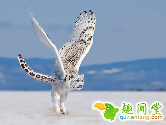 企鹅猫是什么鬼？15个毫无违和感的动物混血组合