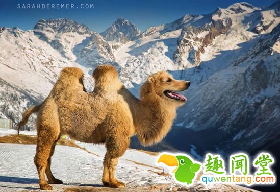 企鹅猫是什么鬼？15个毫无违和感的动物混血组合