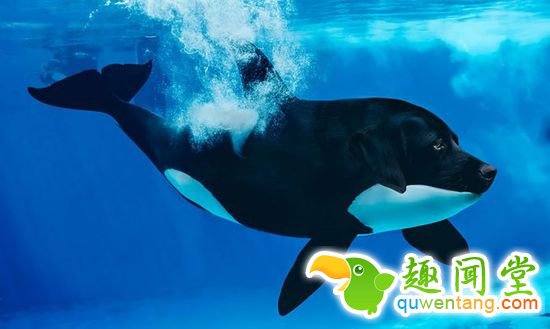 企鹅猫是什么鬼？15个毫无违和感的动物混血组合