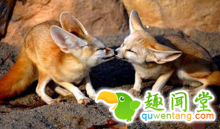 动物也懂：赤裸裸的表达对伴侣的爱意~~