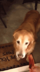 那些被玻璃伤过的汪们，