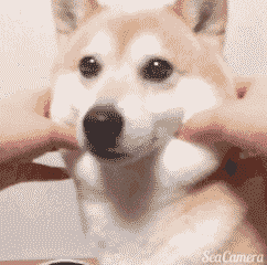 11张GIF告诉你，家里有只萌宠是件多么开心的事