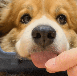 11张GIF告诉你，家里有只萌宠是件多么开心的事