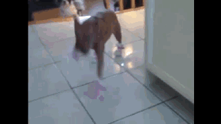 汪星人穿起鞋来一步一步似爪牙，似魔鬼的步伐