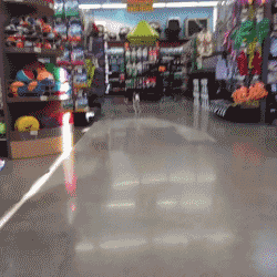 汪星人穿起鞋来一步一步似爪牙，似魔鬼的步伐