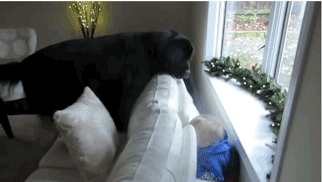 狗狗这十种暴力示爱方式，哪种让你最感动？