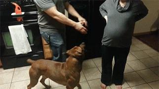 狗狗这十种暴力示爱方式，哪种让你最感动？