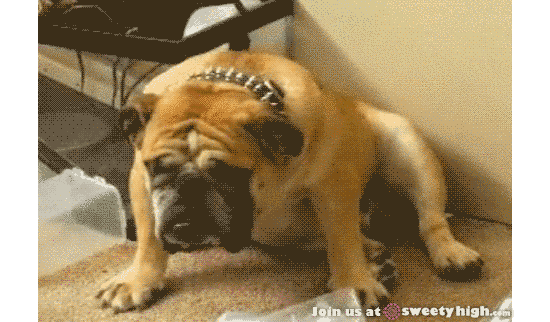 对于汪星人来说，能睡觉的地方就都是床！