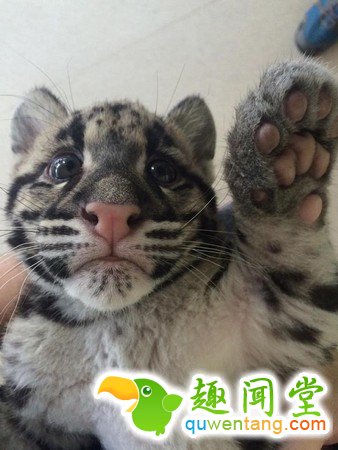 什么动物最可爱，卖萌大比拼~~