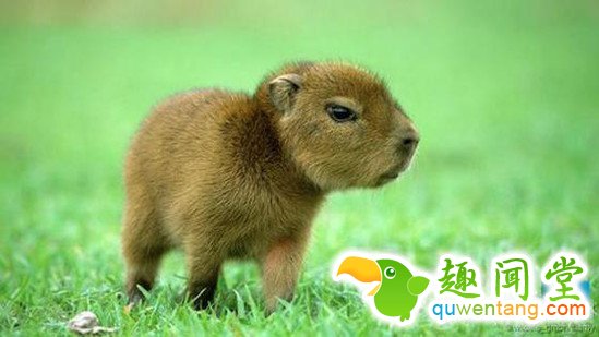 什么动物最可爱，卖萌大比拼~~