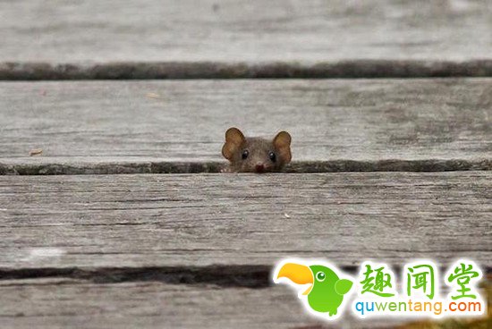 什么动物最可爱，卖萌大比拼~~