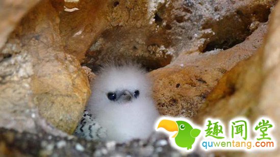 什么动物最可爱，卖萌大比拼~~