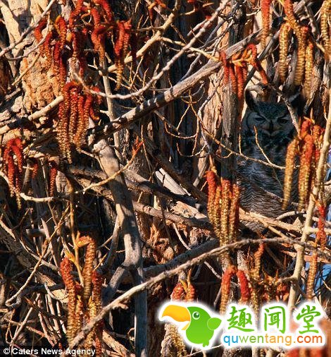 17只史上最会隐身的动物，看看你能找出几只！