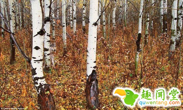 17只史上最会隐身的动物，看看你能找出几只！