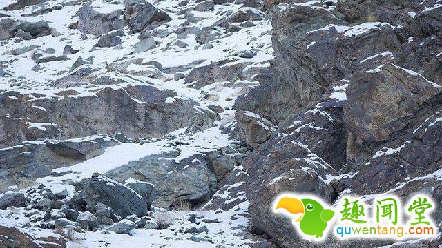 17只史上最会隐身的动物，看看你能找出几只！