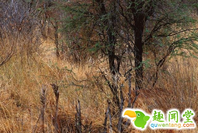 17只史上最会隐身的动物，看看你能找出几只！