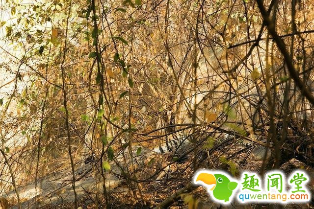 17只史上最会隐身的动物，看看你能找出几只！