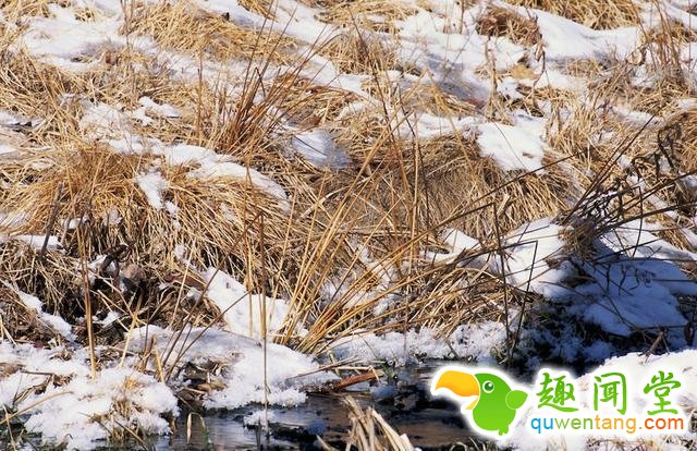 17只史上最会隐身的动物，看看你能找出几只！