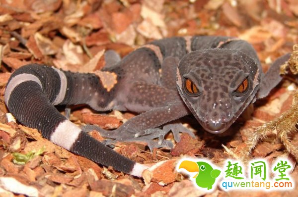 爬行动物的长寿秘诀：吃素、晚育