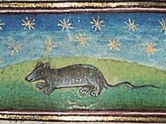 10大被中世纪的人完全弄错的普通动物！