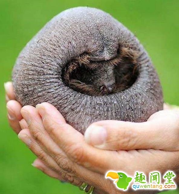 如果动物没毛了，你还能猜出它是什么吗？第一只就难倒了我