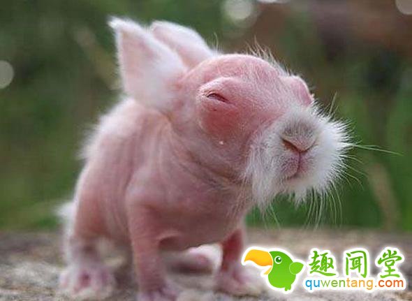 如果动物没毛了，你还能猜出它是什么吗？第一只就难倒了我