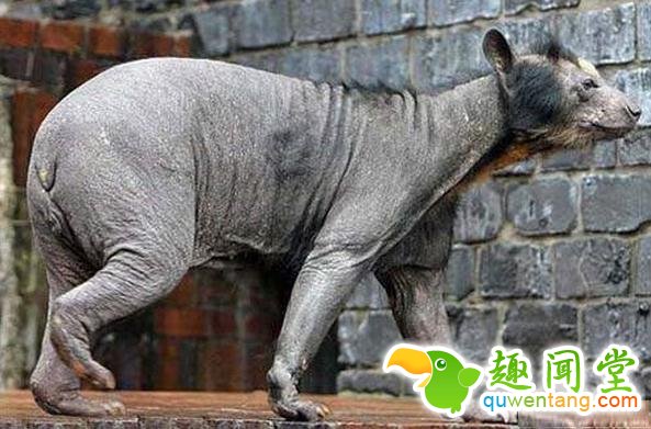 如果动物没毛了，你还能猜出它是什么吗？第一只就难倒了我