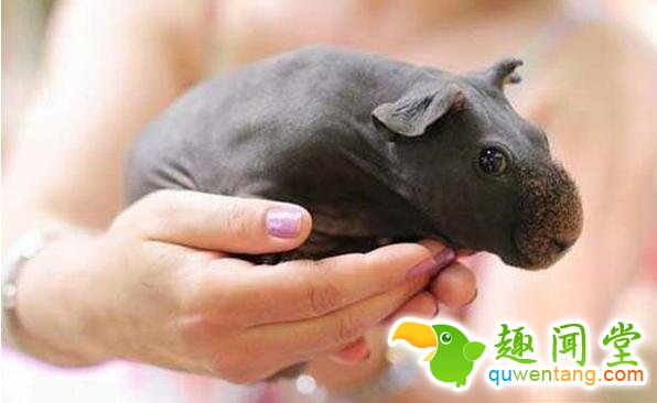 如果动物没毛了，你还能猜出它是什么吗？第一只就难倒了我