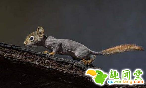 如果动物没毛了，你还能猜出它是什么吗？第一只就难倒了我