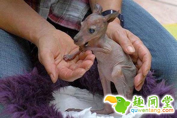 如果动物没毛了，你还能猜出它是什么吗？第一只就难倒了我
