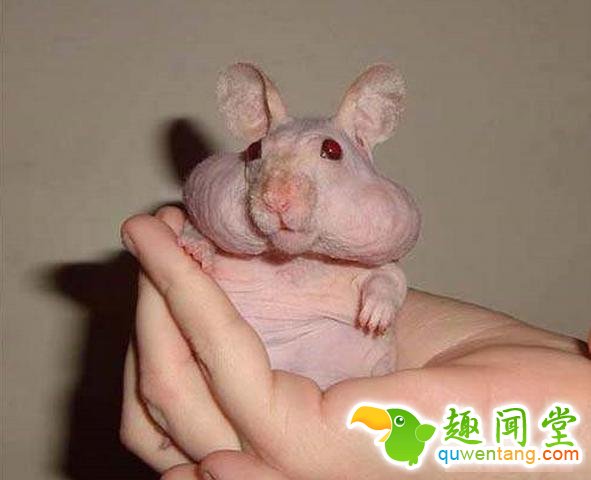 如果动物没毛了，你还能猜出它是什么吗？第一只就难倒了我
