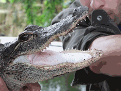 全球奇葩Top5：让鳄鱼咬一