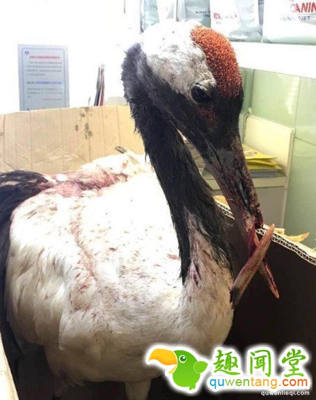 超稀有的丹顶鹤因为打架嘴巴断掉以后死定了，但手术后她现在的「钢铁超帅鸟嘴」已经让其他鸟都金盆洗手了!