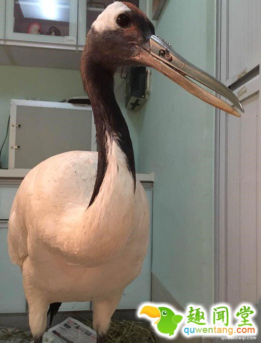超稀有的丹顶鹤因为打架嘴巴断掉以后死定了，但手术后她现在的「钢铁超帅鸟嘴」已经让其他鸟都金盆洗手了!