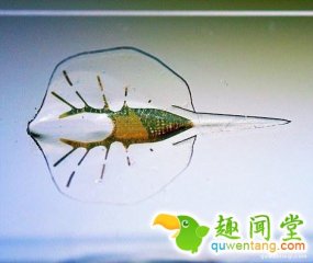 好腻害的样子！科学家用活体细胞创造了出