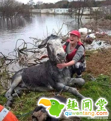 这20张照片, 证明生活还是很美好的！